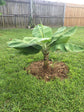 Super Dwarf Cavendish Banana - Live Tree in a 6 Inch Pot - Edible Fruit Bearing Tree for The Patio Or Garden