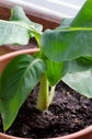 Super Dwarf Cavendish Banana - Live Tree in a 6 Inch Pot - Edible Fruit Bearing Tree for The Patio Or Garden