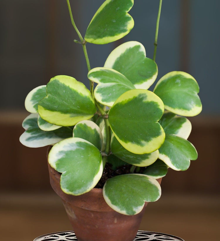 heart hoya succulent Sweetheart Plant - Variegated Hoya Kerrii Heart