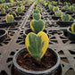 Sweetheart Plant - Variegated Hoya Kerrii Heart - Live Plant in a 2 Inch Pot - Hoya Kerrii - Rare Cactus Succulent from Florida