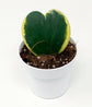 Sweetheart Plant - Variegated Hoya Kerrii Heart - Live Plant in a 2 Inch Pot - Hoya Kerrii - Rare Cactus Succulent from Florida