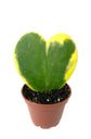 Sweetheart Plant - Variegated Hoya Kerrii Heart - Live Plant in a 2 Inch Pot - Hoya Kerrii - Rare Cactus Succulent from Florida