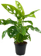 5 Pack Indoor Houseplant Collection - 5 Live Plants in 4 Inch Pots - Grower&