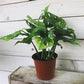 Monstera Swiss Cheese Plant - Live Plant in a 4 Inch Pot - Monstera Adansonii - Beautiful Easy to Grow Air Purifying Indoor Plant