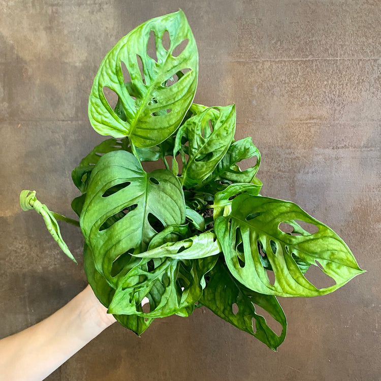 mosaic disease monstera adansonii Monstera Swiss Cheese Plant Hanging Basket