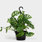 Monstera Swiss Cheese Plant Hanging Basket - Live Plant in a 4 Inch Hanging Pot - Monstera Adansonii - Beautiful Easy to Grow Air Purifying Indoor Plant