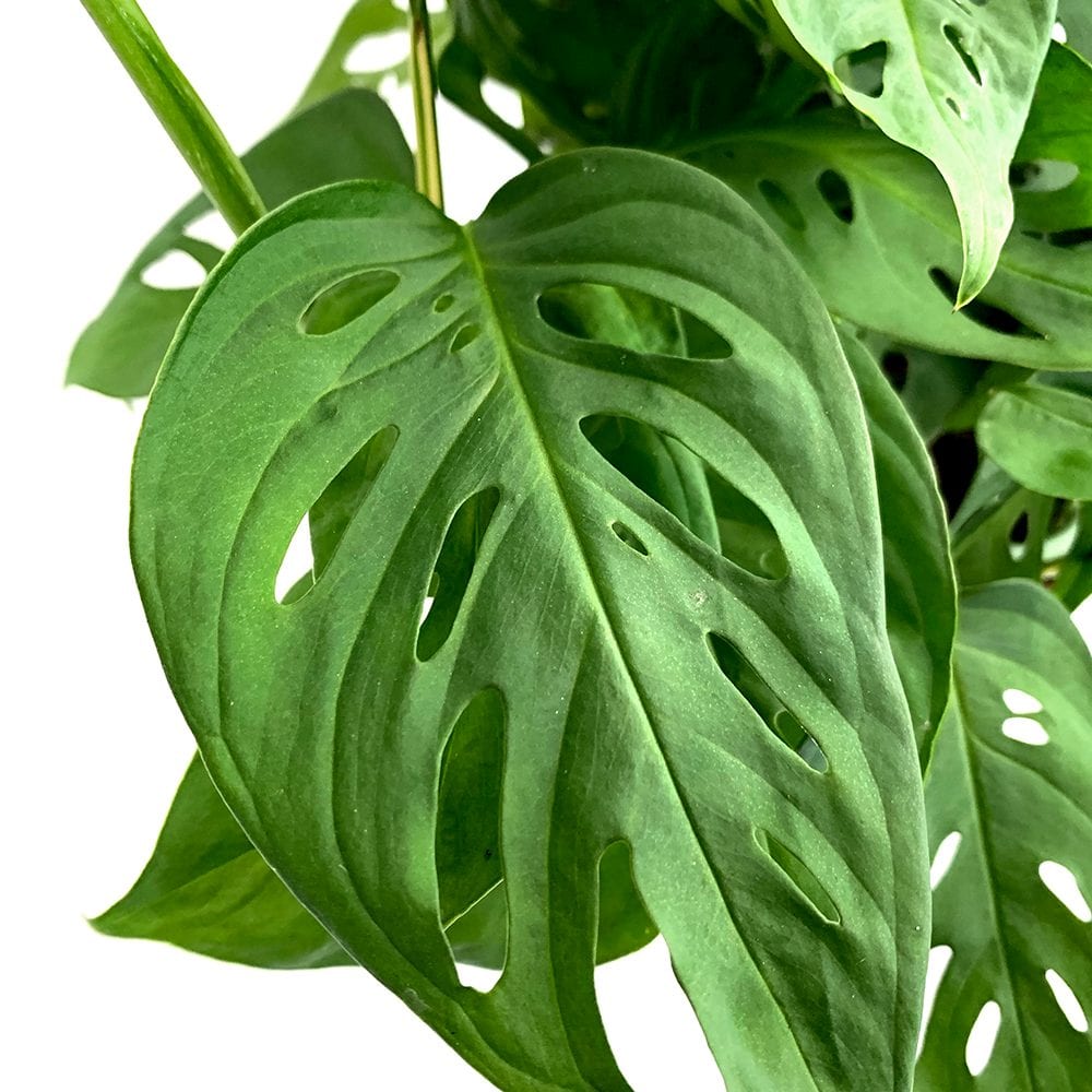 swiss cheese plant hanging basket Monstera Swiss Cheese Plant Hanging Basket - Live Plant in a 4 Inch Hanging Pot - Monstera Adansonii