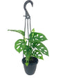 Monstera Swiss Cheese Plant Hanging Basket - Live Plant in a 4 Inch Hanging Pot - Monstera Adansonii - Beautiful Easy to Grow Air Purifying Indoor Plant