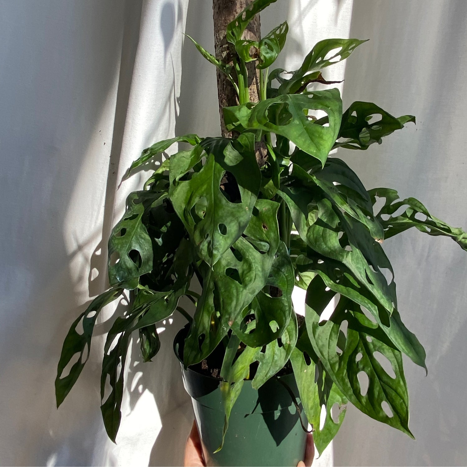 monstera adansonii totem Monstera Swiss Cheese Plant Totem Pole - Live Plant in a 6 Inch Pot