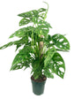 Monstera Swiss Cheese Plant Totem Pole - Live Plant in a 6 Inch Pot - Monstera Adansonii - Beautiful Easy to Grow Air Purifying Indoor Plant