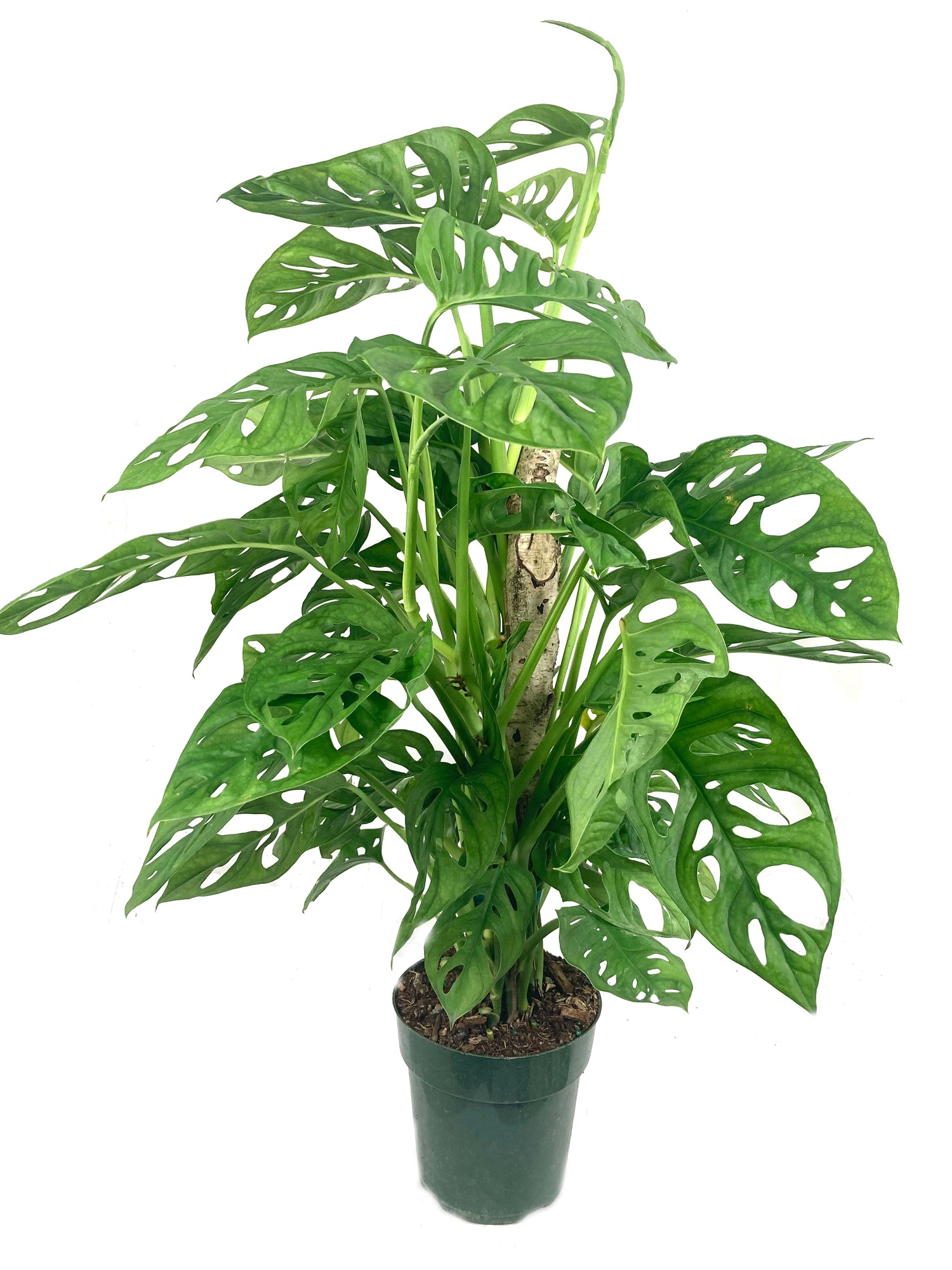 swiss cheese plant pole Monstera Swiss Cheese Plant Totem Pole - Live Plant in a 6 Inch Pot
