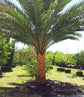 Sylvester Palm - Live Plant in a 3 Gallon Growers Pot - Phoenix Sylvestris - Rare Palms from Florida - Beautiful Palms Delivered to Your Door