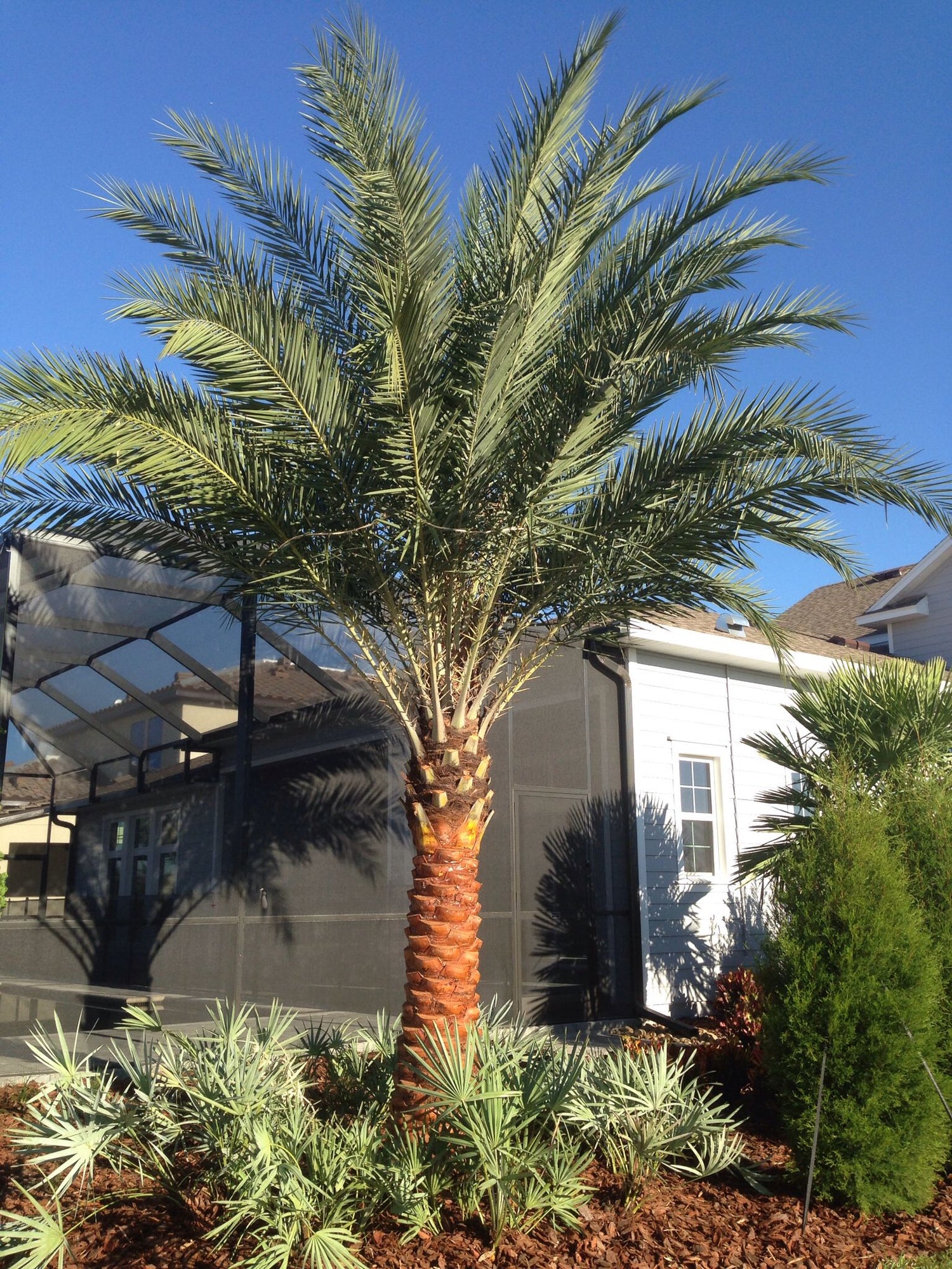 Palmera artificial Phoenix Canary XXL sobre base 300cm