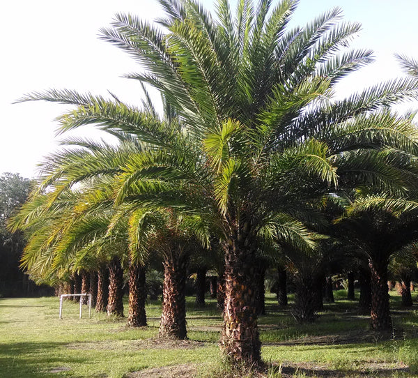 春に散るWDS×EVERLAST PALM TREE SATIN Sサイズ Sylvester Palm - Live Plant in a 3 Gallon Growers Pot - Phoenix