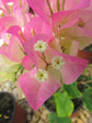 Imperial Thai Delight Bougainvillea - Live Plant in a 6 Inch Grower&