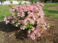 Imperial Thai Delight Bougainvillea - Live Plant in a 6 Inch Grower&