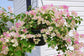 Imperial Thai Delight Bougainvillea - Live Plant in a 6 Inch Grower&