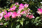 Imperial Thai Delight Bougainvillea - Live Plant in a 6 Inch Grower&