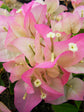 Imperial Thai Delight Bougainvillea - Live Plant in a 6 Inch Grower&