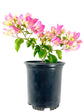 Imperial Thai Delight Bougainvillea - Live Plant in a 6 Inch Grower&