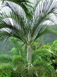 The Elegant Palm - Live Plant in a 10 Inch Growers Pot - Cyphophoenix Elegans - Extremely Rare Palms from Florida