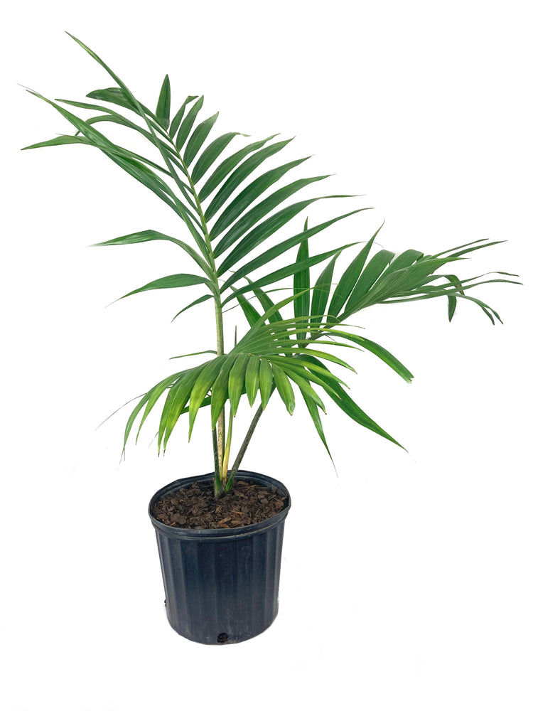 mini palm tree like plant Tindea Palm - Live Plant in a 3 Gallon Growers Pot