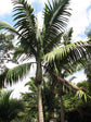 Tindea Palm - Live Plant in a 3 Gallon Growers Pot - Kentiopsis Oliviformis - Extremely Rare Ornamental Palms of Florida
