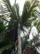 Tindea Palm - Live Plant in a 3 Gallon Growers Pot - Kentiopsis Oliviformis - Extremely Rare Ornamental Palms of Florida