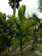 Tindea Palm - Live Plant in a 3 Gallon Growers Pot - Kentiopsis Oliviformis - Extremely Rare Ornamental Palms of Florida