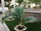 Tindea Palm - Live Plant in a 3 Gallon Growers Pot - Kentiopsis Oliviformis - Extremely Rare Ornamental Palms of Florida