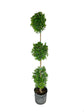 Eugenia Three Ball Topiary - Live Plant in a 10 Inch Pot - Eugenia Myrtifolium - Beautifully Pruned Outdoor Topiary for Patios and Outdoor Decor