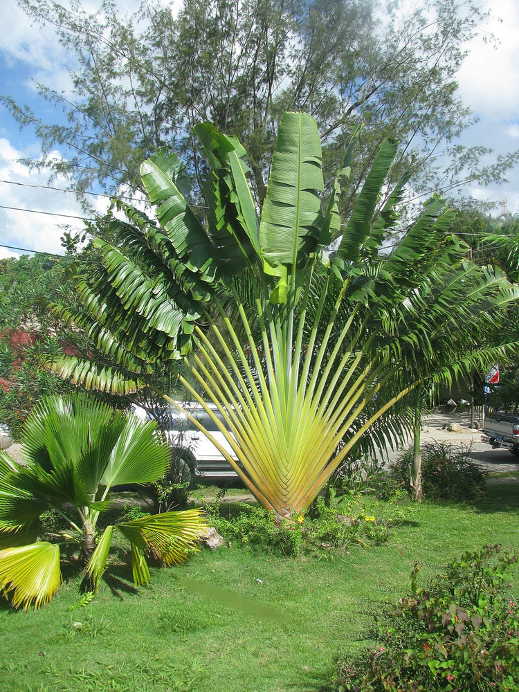 Ravenala madagascariensis - Traveller's palm-plant - 15 - 30 cm(6) - –  VIRIAR