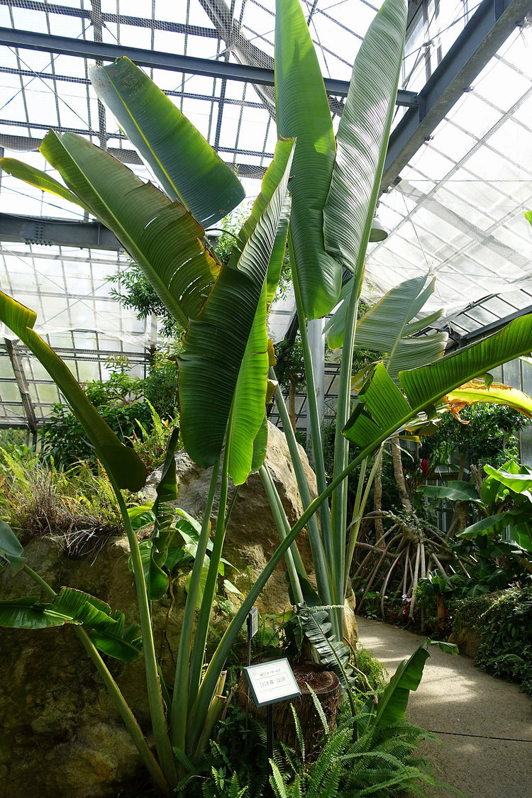 Ravenala madagascariensis - description