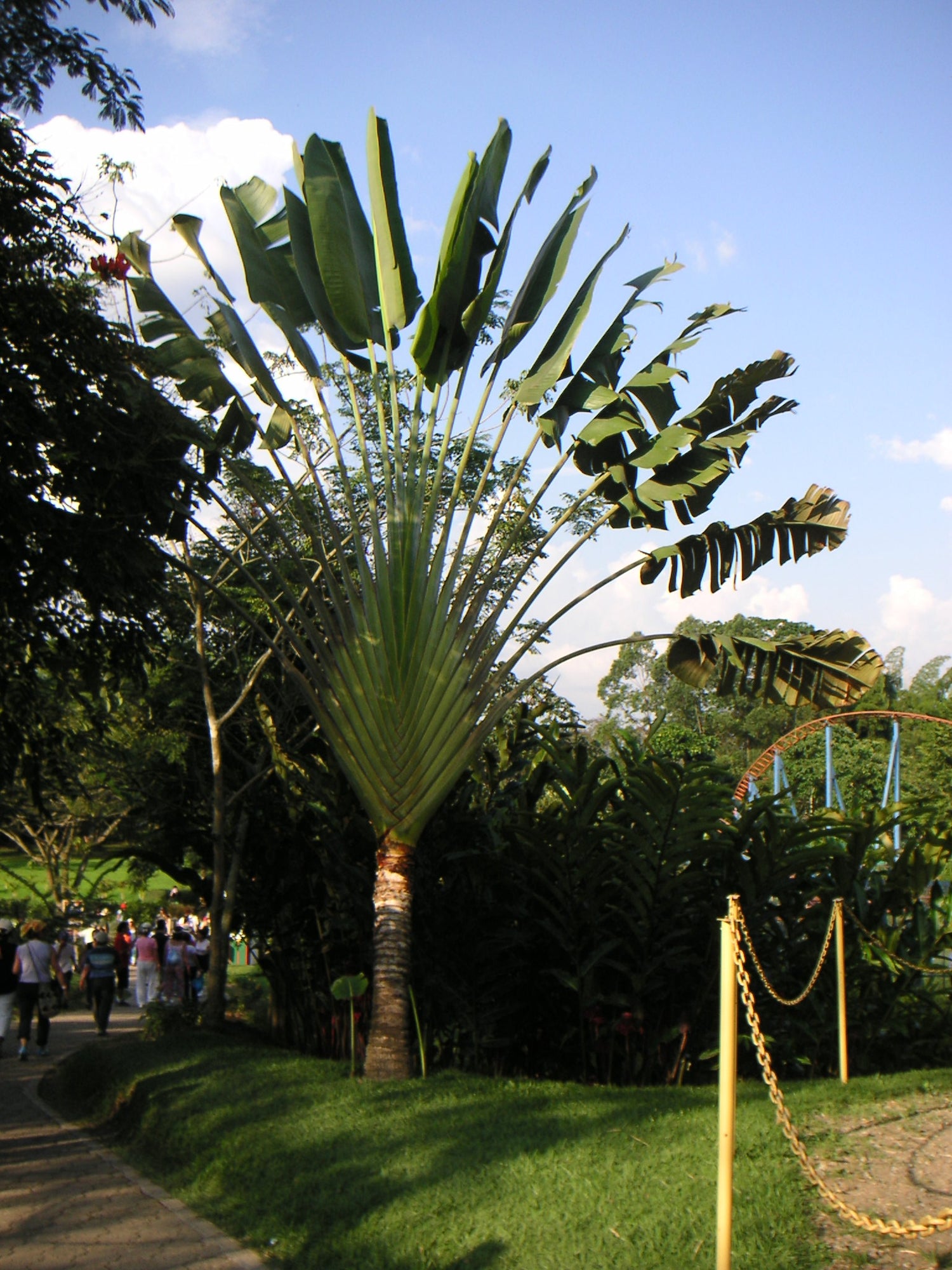 travel palm plant Traveler's Palm - Live Plant in a 3 Gallon Growers Pot