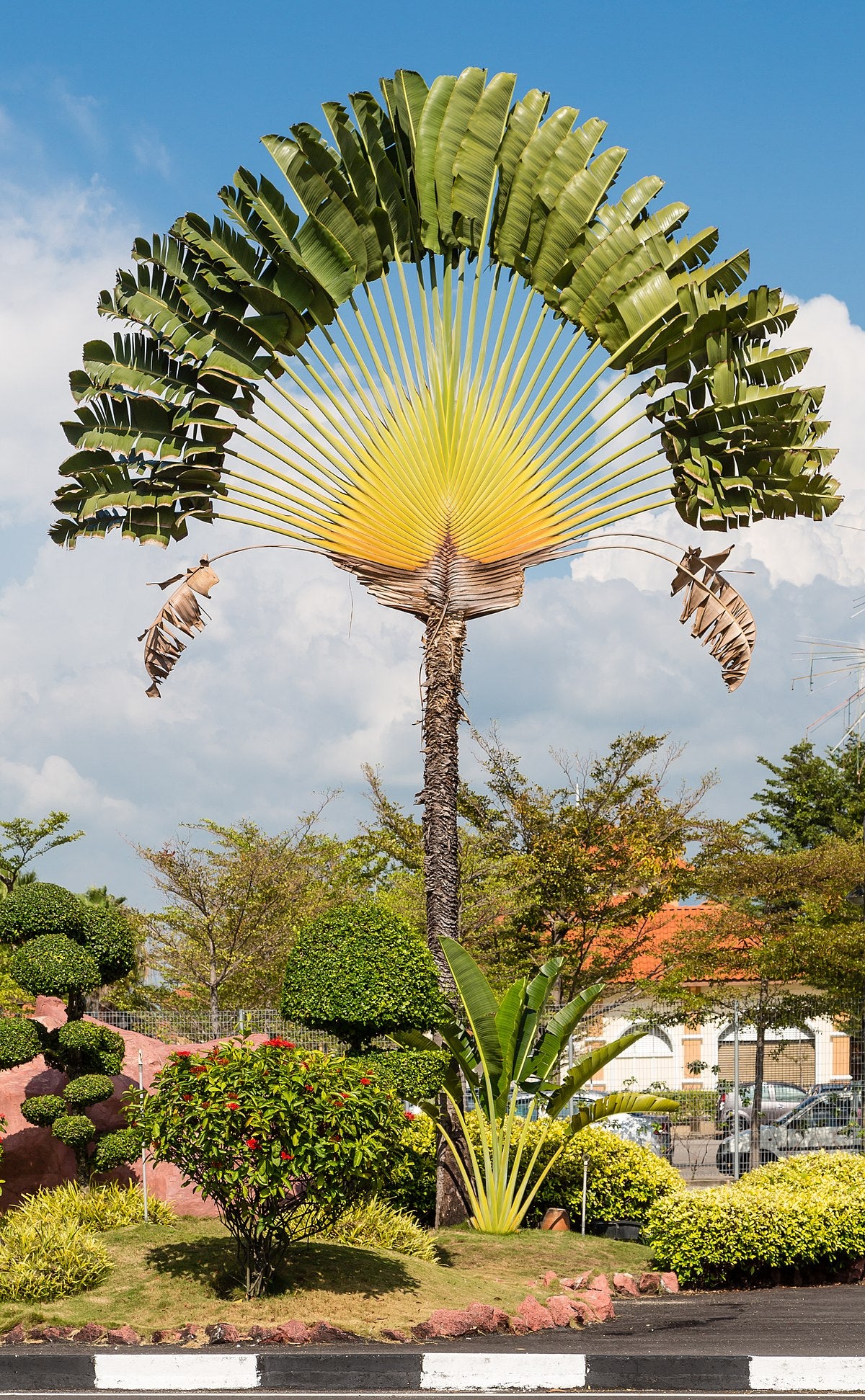 Giant Hawaiian Travelers Palm Tree (ravenala madagascariensisin 4″ Round) –  Kens Philodendrons