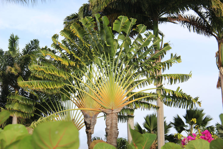 Traveller's tree - Ravenala madagascariensis