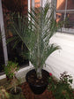 Triangle Palm - Live Plant in a 1 Gallon Growers Pot - Dypsis Decaryi - Rare Palms from Florida - Beautiful Palms Delivered to Your Door