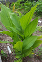 Turmeric Plant - Live Plant in a 4 Inch Grower&