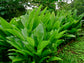 Turmeric Plant - Live Plant in a 4 Inch Grower&