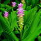 Turmeric Plant - Live Plant in a 4 Inch Grower&