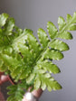 Ultimate Fern Collection - 45 Live Plants in 2 Inch Pots - Grower&