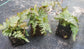 Ultimate Fern Collection - 45 Live Plants in 2 Inch Pots - Grower&