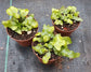Ultimate Fern Collection - 45 Live Plants in 2 Inch Pots - Grower&