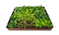 Ultimate Fern Collection - 45 Live Plants in 2 Inch Pots - Grower&