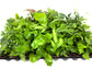 Ultimate Fern Collection - 45 Live Plants in 2 Inch Pots - Grower&