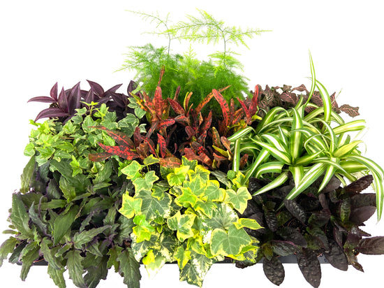 Ultimate Indoor Houseplant Collection - 45 Live Plants in 2 Inch Pots - Grower&
