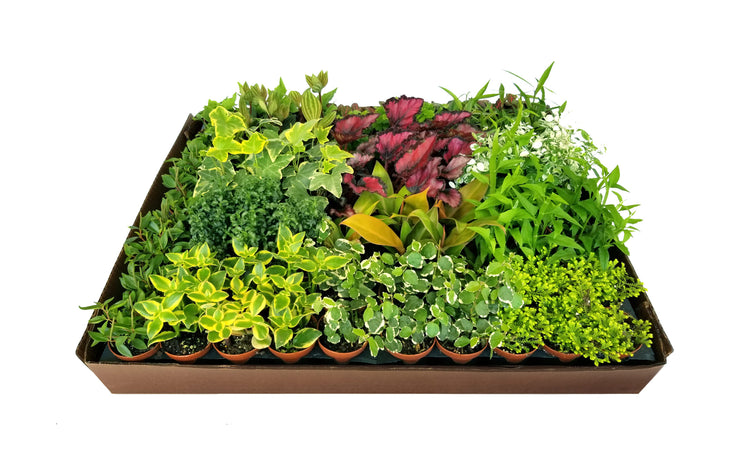 Basic Live Plant Ultimate Indoor Houseplant Collection - 45 Live Plants in 2 Inch Pots ...