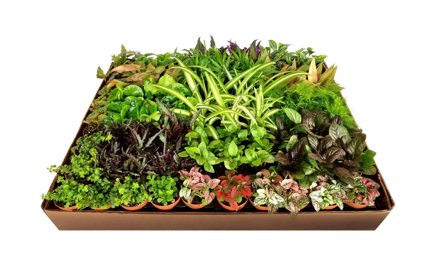 2 inch house plants Ultimate Indoor Houseplant Collection