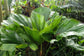 Vanuatu Fan Palm - Ruffled Fan Palm - Live Plant in a 3 Gallon Growers Pot - Licuala Grandis - Extremely Rare Ornamental Palms of Florida