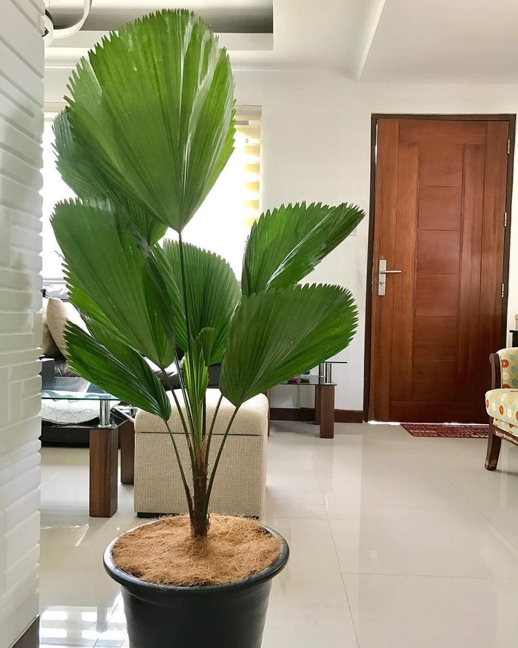 fan like palm plant Vanuatu Fan Palm - Ruffled Fan Palm